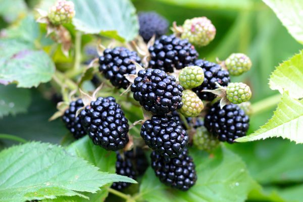 Blackberry Bush Removal in Sioux Falls