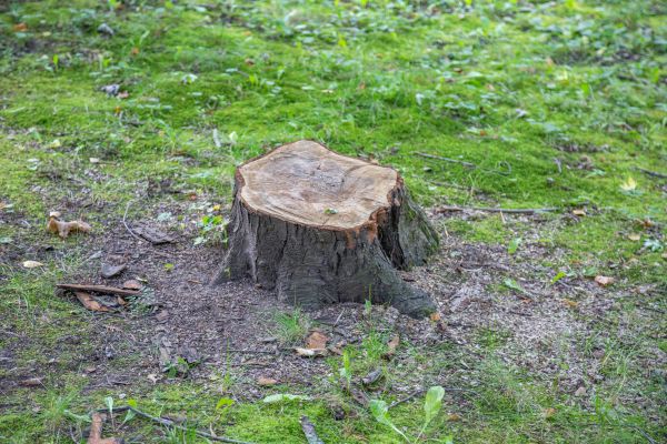 Bush Stump Removal in Sioux Falls
