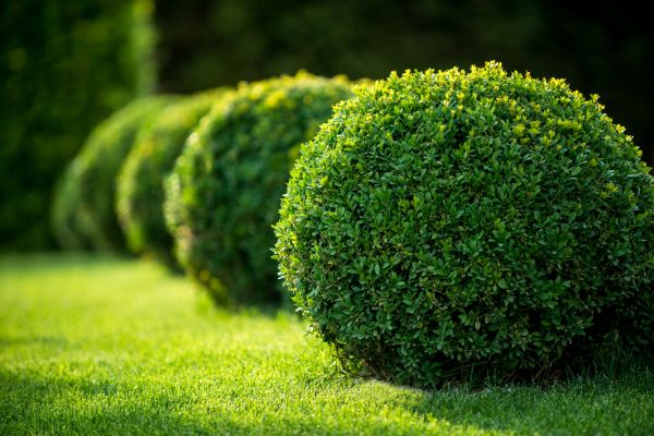 Bush Pruning in Sioux Falls