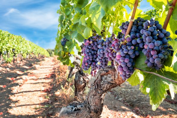 Grapevine Pruning in Sioux Falls
