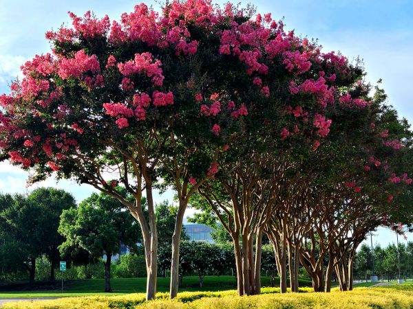 Crepe Myrtle Pruning in Sioux Falls