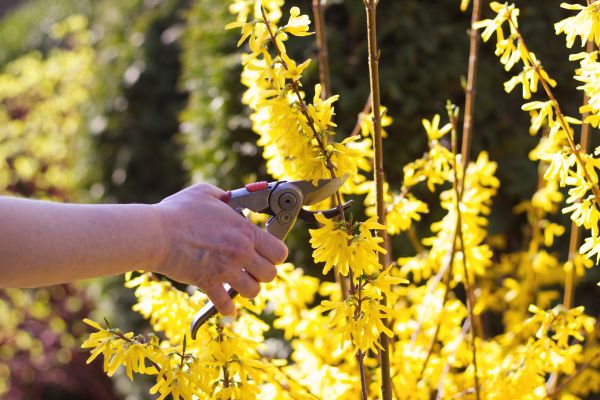 Forsythia Pruning in Sioux Falls