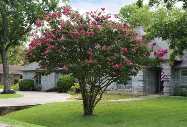 Crepe Myrtle Trimming in Sioux Falls