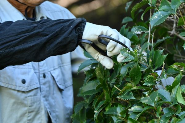Holly Pruning in Sioux Falls