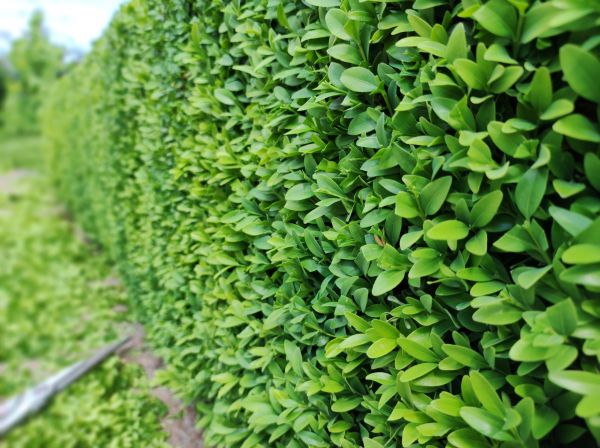 Boxwood Pruning in Sioux Falls