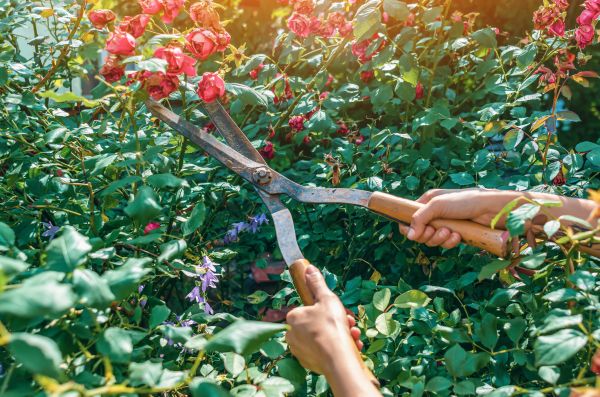 Knockout Roses Pruning in Sioux Falls