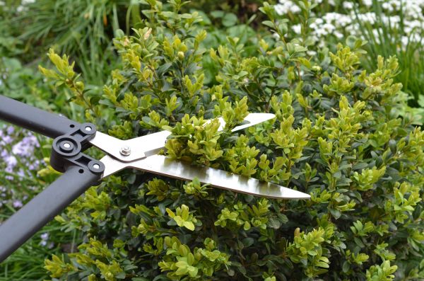 Boxwood Trimming in Sioux Falls