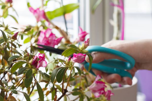 Azalea Pruning in Sioux Falls