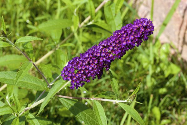 Butterfly Bush Pruning in Sioux Falls