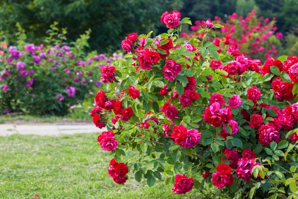 Shrub Trimming in Sioux Falls