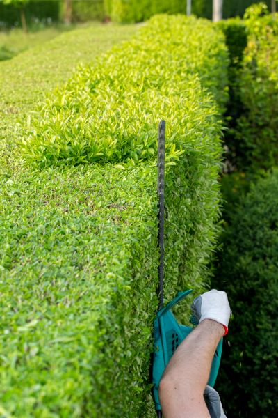 Hedge Trimming in Sioux Falls