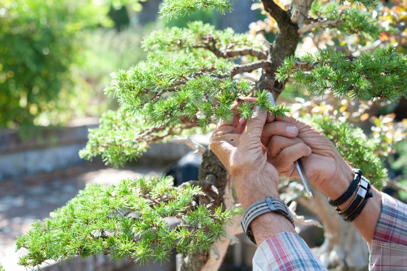 Boxwood Trimming
